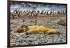Southern elephant seals and Gentoo Penguin rookery, Yankee Harbor, Greenwich Island, Antarctica.-William Perry-Framed Photographic Print