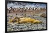 Southern elephant seals and Gentoo Penguin rookery, Yankee Harbor, Greenwich Island, Antarctica.-William Perry-Framed Photographic Print