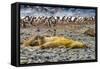 Southern elephant seals and Gentoo Penguin rookery, Yankee Harbor, Greenwich Island, Antarctica.-William Perry-Framed Stretched Canvas