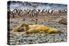 Southern elephant seals and Gentoo Penguin rookery, Yankee Harbor, Greenwich Island, Antarctica.-William Perry-Stretched Canvas