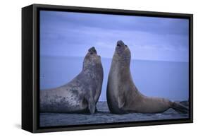 Southern Elephant Seals Fighting-DLILLC-Framed Stretched Canvas