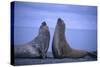 Southern Elephant Seals Fighting-DLILLC-Stretched Canvas