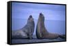 Southern Elephant Seals Fighting-DLILLC-Framed Stretched Canvas