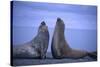 Southern Elephant Seals Fighting-DLILLC-Stretched Canvas