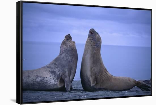 Southern Elephant Seals Fighting-DLILLC-Framed Stretched Canvas