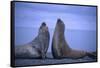 Southern Elephant Seals Fighting-DLILLC-Framed Stretched Canvas