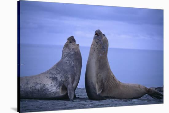 Southern Elephant Seals Fighting-DLILLC-Stretched Canvas