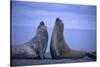 Southern Elephant Seals Fighting-DLILLC-Stretched Canvas