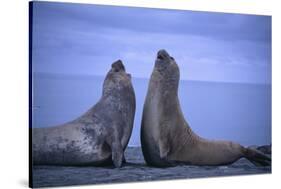 Southern Elephant Seals Fighting-DLILLC-Stretched Canvas