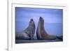 Southern Elephant Seals Fighting-DLILLC-Framed Photographic Print