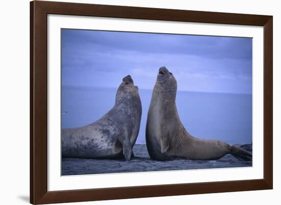 Southern Elephant Seals Fighting-DLILLC-Framed Photographic Print