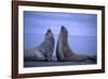 Southern Elephant Seals Fighting-DLILLC-Framed Photographic Print