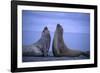 Southern Elephant Seals Fighting-DLILLC-Framed Photographic Print