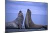 Southern Elephant Seals Fighting-DLILLC-Mounted Photographic Print