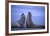 Southern Elephant Seals Fighting-DLILLC-Framed Photographic Print