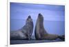 Southern Elephant Seals Fighting-DLILLC-Framed Photographic Print