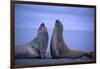 Southern Elephant Seals Fighting-DLILLC-Framed Photographic Print