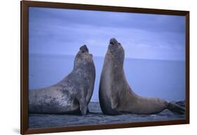 Southern Elephant Seals Fighting-DLILLC-Framed Photographic Print