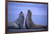 Southern Elephant Seals Fighting-DLILLC-Framed Photographic Print