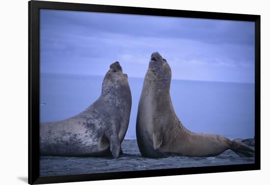 Southern Elephant Seals Fighting-DLILLC-Framed Photographic Print