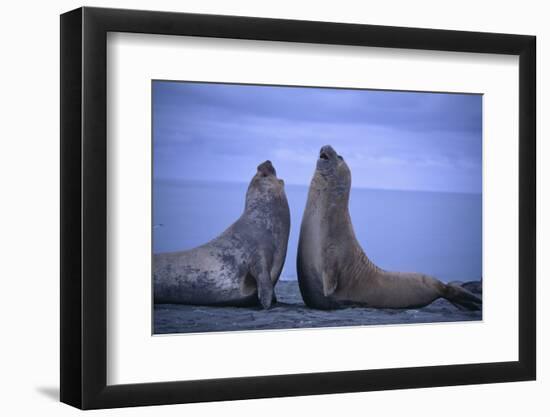 Southern Elephant Seals Fighting-DLILLC-Framed Photographic Print