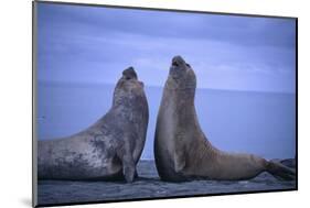 Southern Elephant Seals Fighting-DLILLC-Mounted Photographic Print