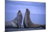 Southern Elephant Seals Fighting-DLILLC-Mounted Photographic Print