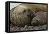 Southern Elephant Seals Mating-Joe McDonald-Framed Stretched Canvas
