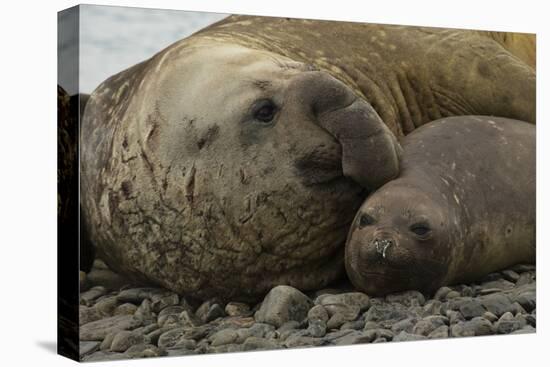 Southern Elephant Seals Mating-Joe McDonald-Stretched Canvas