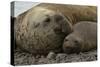 Southern Elephant Seals Mating-Joe McDonald-Stretched Canvas