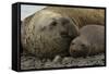 Southern Elephant Seals Mating-Joe McDonald-Framed Stretched Canvas