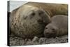 Southern Elephant Seals Mating-Joe McDonald-Stretched Canvas