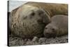 Southern Elephant Seals Mating-Joe McDonald-Stretched Canvas