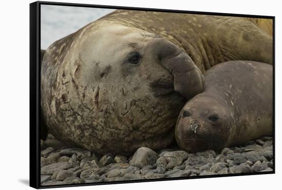 Southern Elephant Seals Mating-Joe McDonald-Framed Stretched Canvas