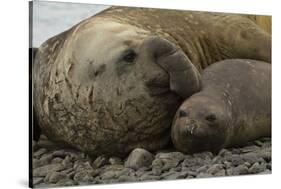 Southern Elephant Seals Mating-Joe McDonald-Stretched Canvas