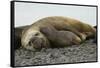 Southern Elephant Seals Mating-Joe McDonald-Framed Stretched Canvas