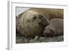 Southern Elephant Seals Mating-Joe McDonald-Framed Photographic Print