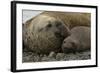 Southern Elephant Seals Mating-Joe McDonald-Framed Photographic Print