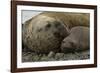 Southern Elephant Seals Mating-Joe McDonald-Framed Photographic Print