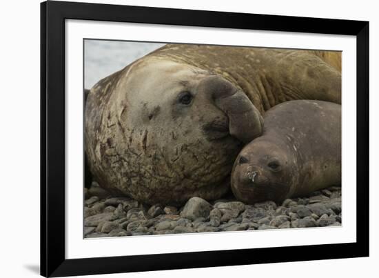 Southern Elephant Seals Mating-Joe McDonald-Framed Photographic Print