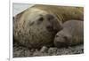 Southern Elephant Seals Mating-Joe McDonald-Framed Photographic Print