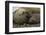 Southern Elephant Seals Mating-Joe McDonald-Framed Photographic Print