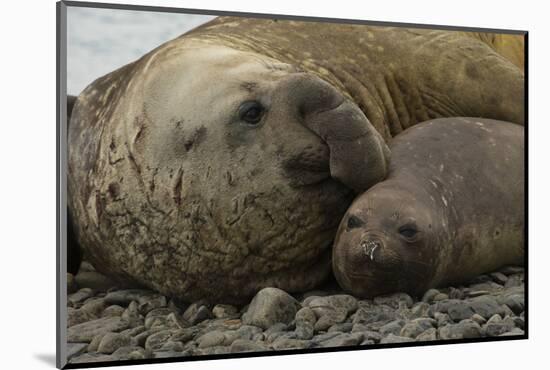 Southern Elephant Seals Mating-Joe McDonald-Mounted Photographic Print