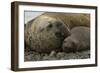 Southern Elephant Seals Mating-Joe McDonald-Framed Photographic Print