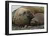 Southern Elephant Seals Mating-Joe McDonald-Framed Photographic Print