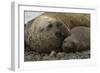 Southern Elephant Seals Mating-Joe McDonald-Framed Photographic Print