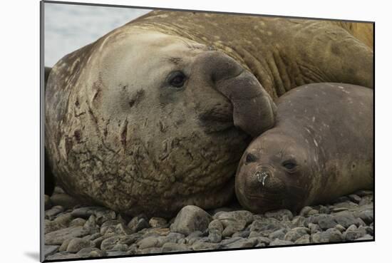 Southern Elephant Seals Mating-Joe McDonald-Mounted Photographic Print