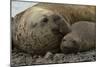 Southern Elephant Seals Mating-Joe McDonald-Mounted Photographic Print