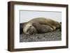 Southern Elephant Seals Mating-Joe McDonald-Framed Photographic Print