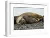 Southern Elephant Seals Mating-Joe McDonald-Framed Photographic Print